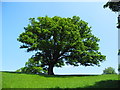 Big Tree, Home Farm