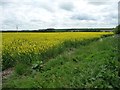 Western edge of oilseed rape field