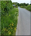 Verge by a lane in Odstone