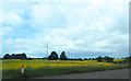 Wildflower Meadow by the M62