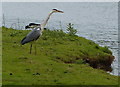 Heron and oystercatcher