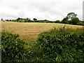 H6973 : Lime Hill Townland by Kenneth  Allen