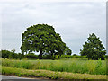 Oak by Goldhanger Road