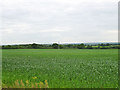TL8809 : Field of wheat by Robin Webster