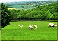 Pasture at Northiam, East Sussex