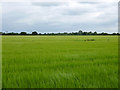 Field of barley, Heybridge