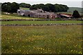 Field of buttercups