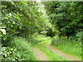 Woodland track off Manor Road