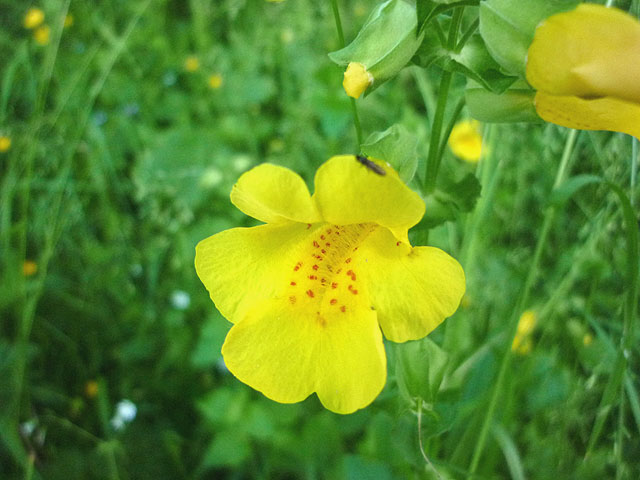 Monkeyflower in woodland by the Lune