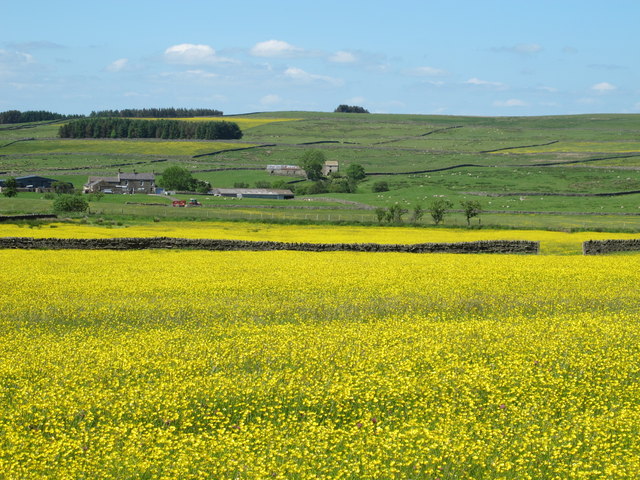 Buttercup meadows south of Bull's Hill