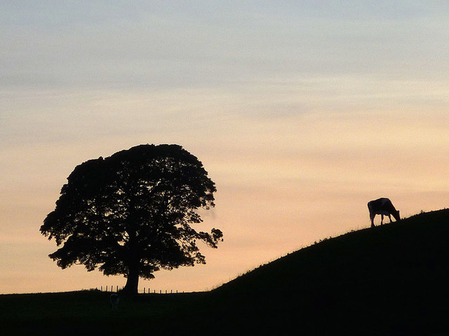 Cow and tree at dusk near Gressingham