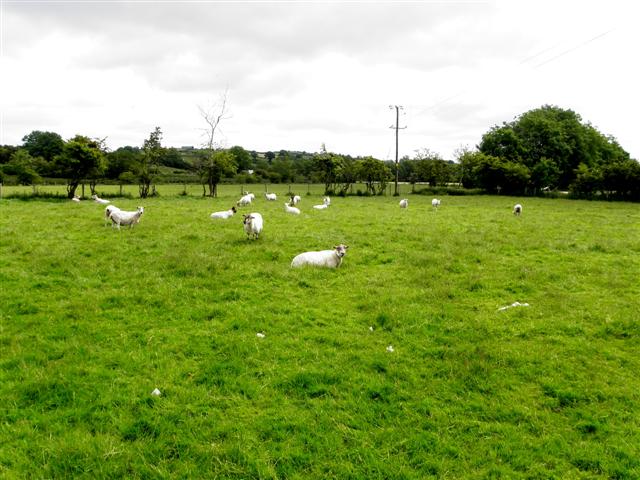 Sheep, Ballykeel