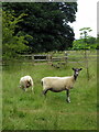 Sheep on the footpath