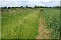 Wild field edge by the wheat