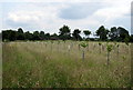 New trees by the bridleway