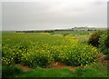 Rape in flower, Seaford