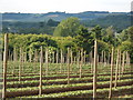 Fruit Farm near Leeds, Kent