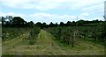 H9352 : Apple trees, Co Armagh by Robert Ashby