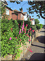 Daybrook: a summer morning in Ennerdale Road