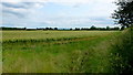 Barley field