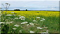 Rape crop and hedge parsley