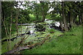 Pond by the moat at Moat Farm