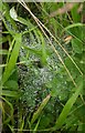 SX8771 : Spider's web, Aller Brook Local Nature Reserve by Derek Harper