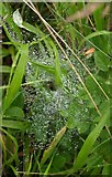 SX8771 : Spider's web, Aller Brook Local Nature Reserve by Derek Harper