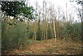 Woodland by the Basingstoke Canal