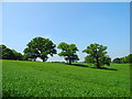 SJ5872 : Three Trees, Home Farm by John Topping