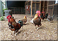 Bantams at Jedburgh Deer and Farm Park