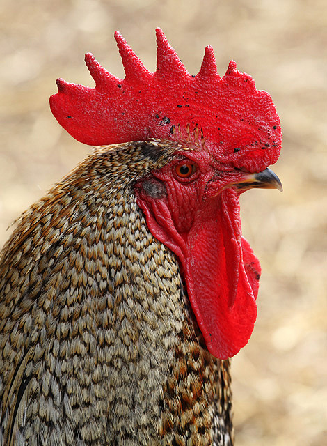 A bantam cockerel at Jedburgh Deer and... © Walter Baxter :: Geograph ...