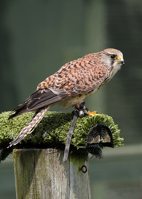 A kestrel at Jedburgh Deer and Farm Park © Walter Baxter :: Geograph ...