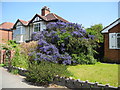 Ceanothus (California Lilac) Shrub