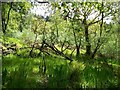 Natural woodland beside the B8000