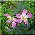 Roses in West Park