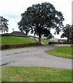 Tree at the entrance to Cefn-Mynog Farm, Llanover