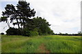 Quinton Screen and bridleway