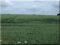 Crop field, Sandebus Farm