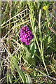 Early Purple Orchid