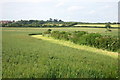 Hedge by the stream running through the wheat field