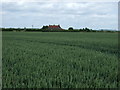 Crop field near Fleets Cottages