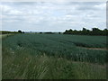 Crop field, Sturton by Stow