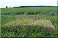 View north across the fields