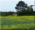 Oil seed rape crop near The Limes