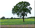 Farmland and tree along Wood Road