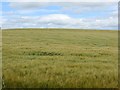 Barley, Mains of Pitforthie