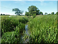 River Roding at Broad Bridge