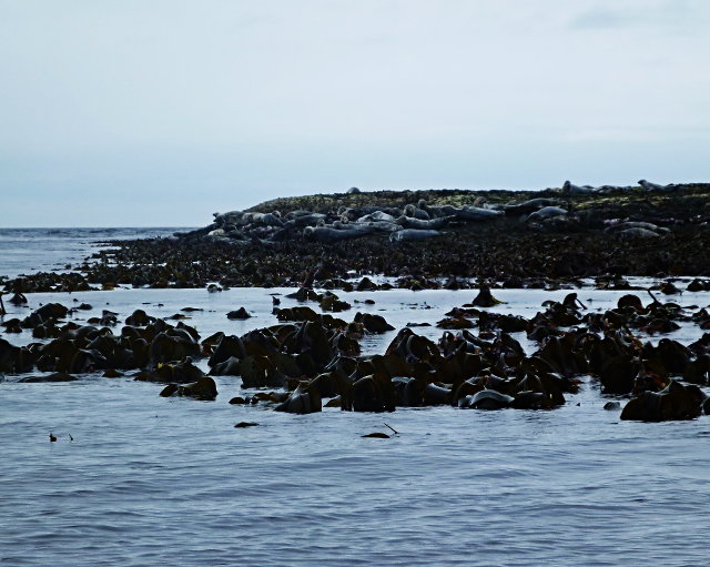 Seals and seaweed