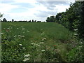 Farmland off Top Road